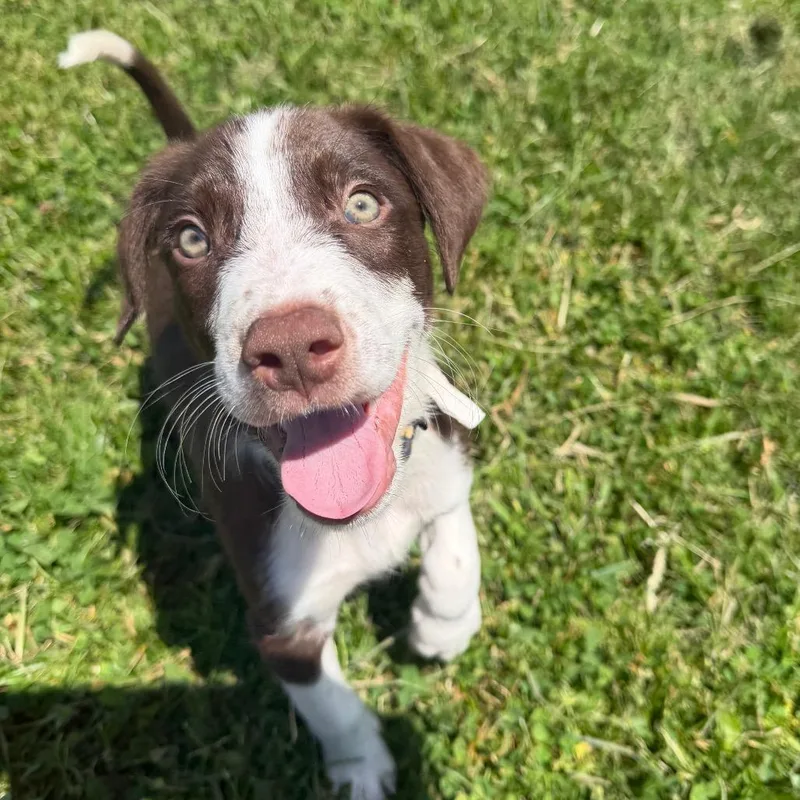 A baby small-sized male Brown / Chocolate Mixed Breed dog named Giddyup for adoption in East Smithfield , PA