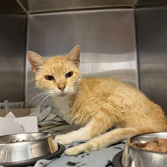 A young medium-sized female Domestic Short Hair cat named Cathy for adoption in San Antonio, TX