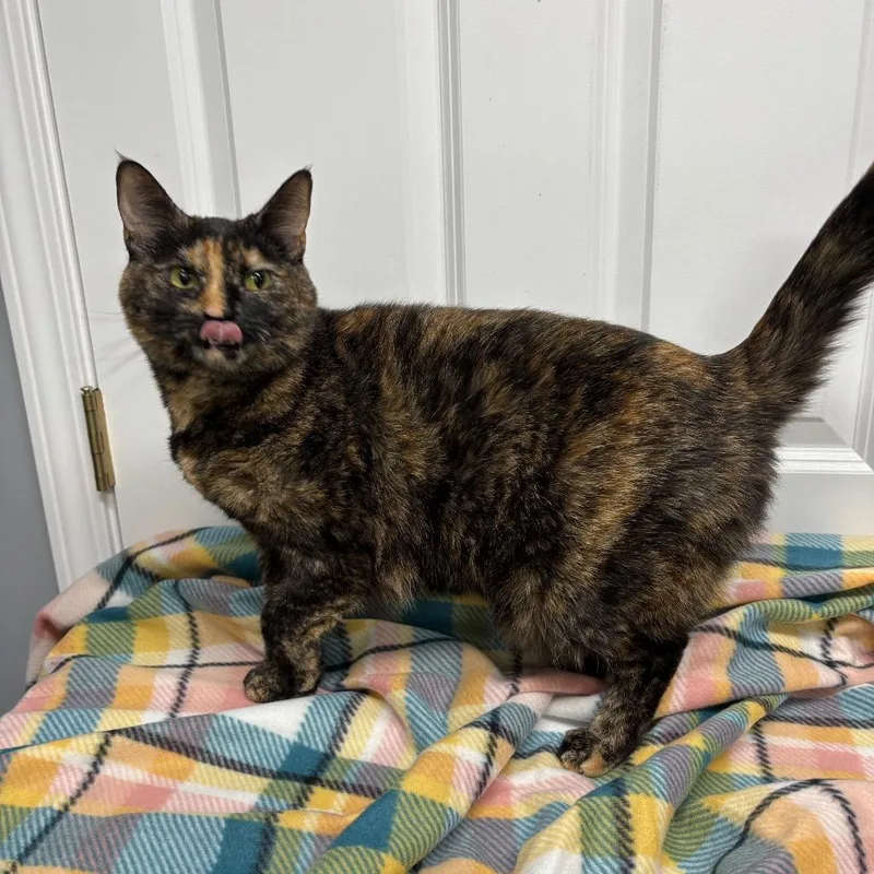 An adult small-sized female Tortoiseshell Domestic Short Hair cat named Athena for adoption in Granville, OH