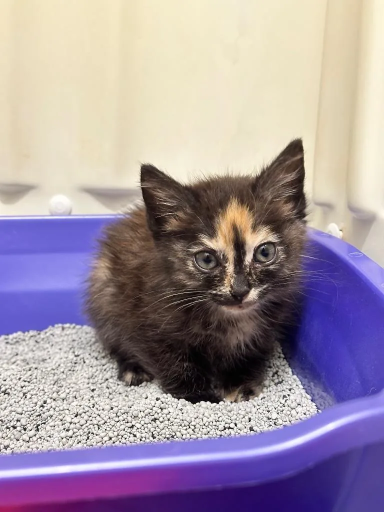 A baby small-sized female Domestic Short Hair cat named Violet for adoption in Blountville, TN