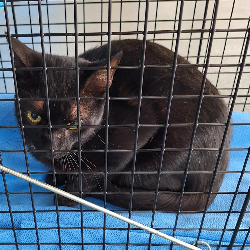 A baby small-sized male Black Domestic Short Hair cat named Clyde for adoption in Montgomery, AL