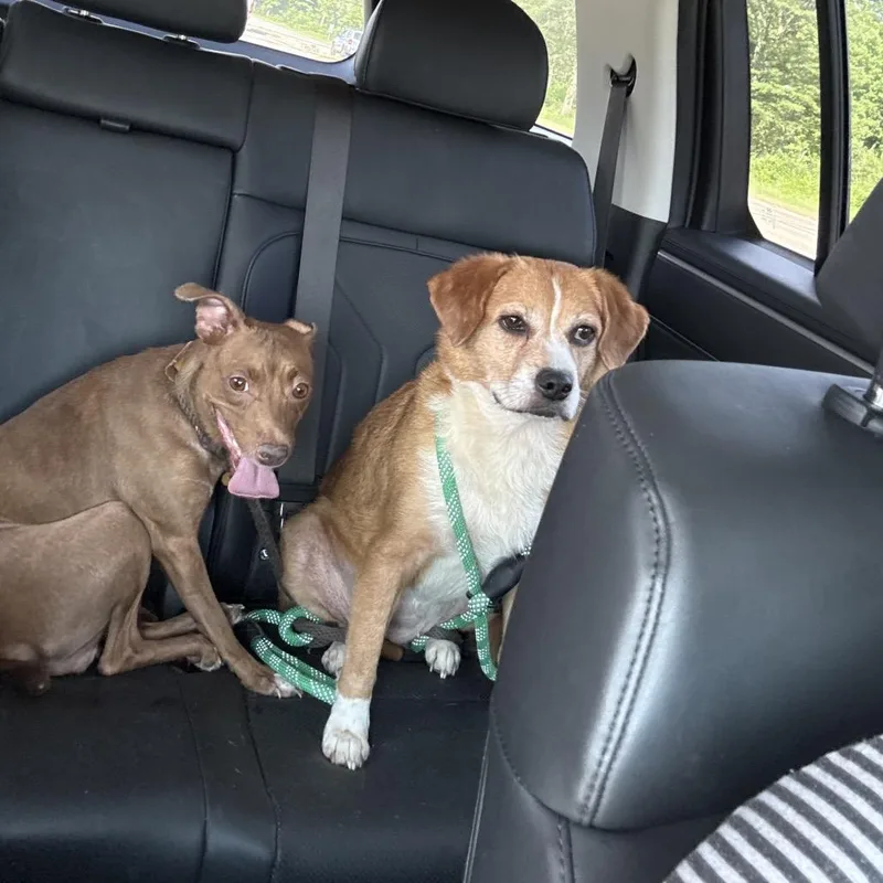 An adult medium-sized female Red / Chestnut / Orange Mixed Breed dog named Molly for adoption in Chillicothe, IL
