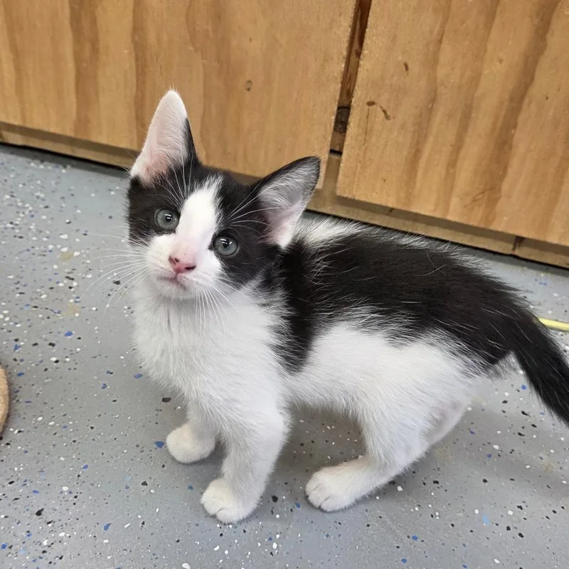 A baby small-sized male Black Domestic Short Hair cat named Shark Tooth for adoption in Pontiac, IL
