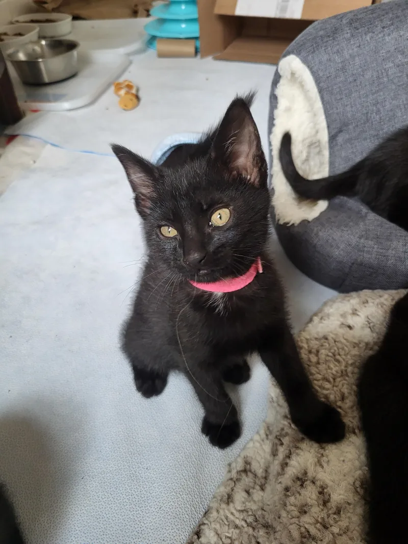 A baby small-sized male Black Domestic Short Hair cat named Sabbath for adoption in Milwaukee, WI