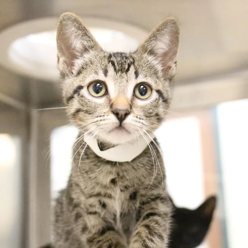 A baby small-sized male Gray / Blue / Silver Domestic Short Hair cat named Highland for adoption in Pasadena, CA