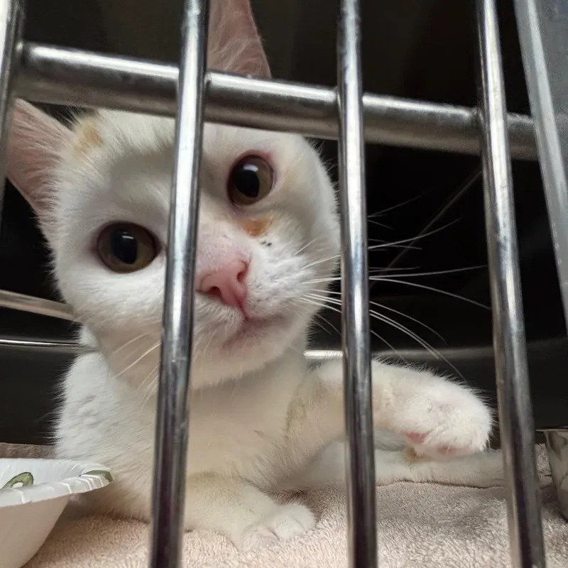 A young medium-sized male White Domestic Short Hair cat named Sloan for adoption in Hamburg, NY