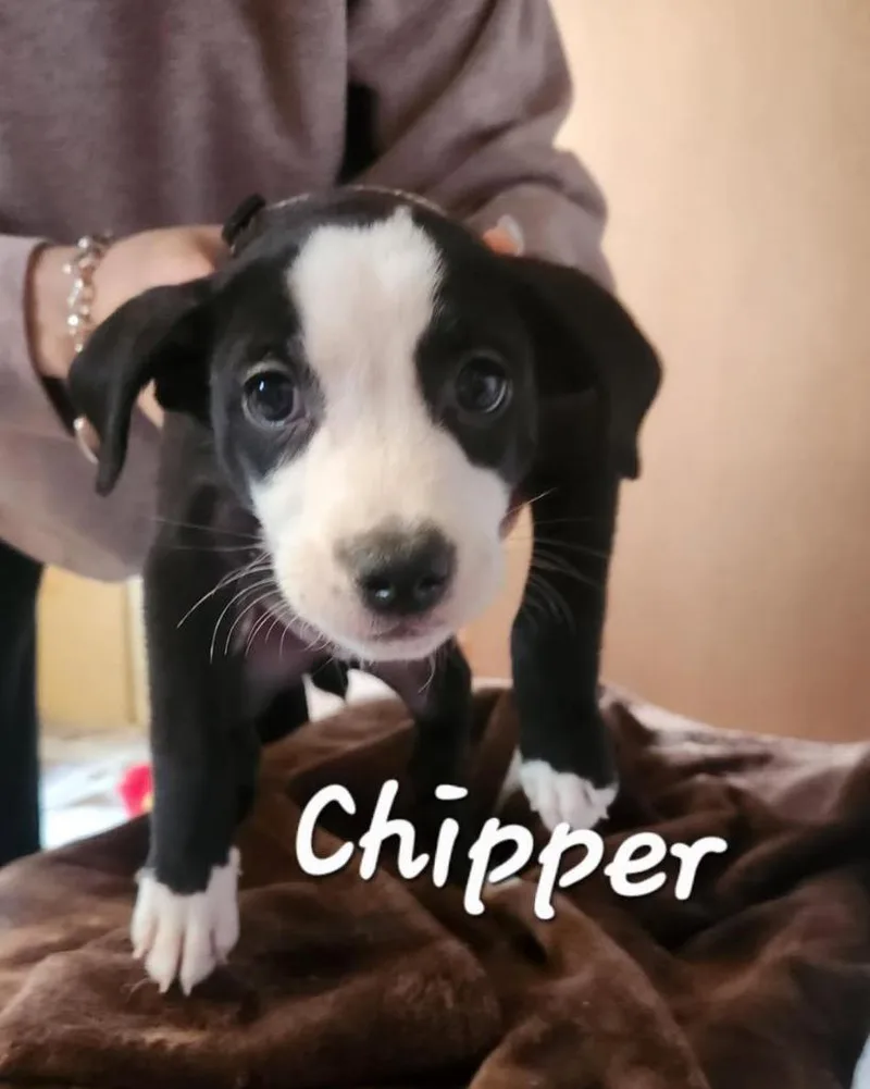 Chipper thumbnail 2