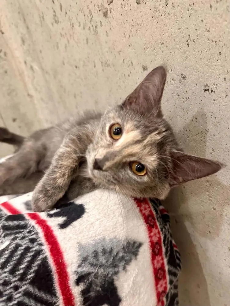 A baby small-sized female Gray & White Domestic Short Hair cat named Bailey for adoption in Plymouth, MN