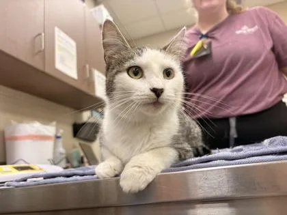 An adult medium-sized female Domestic Short Hair cat named Cati B for adoption in Fishers, IN