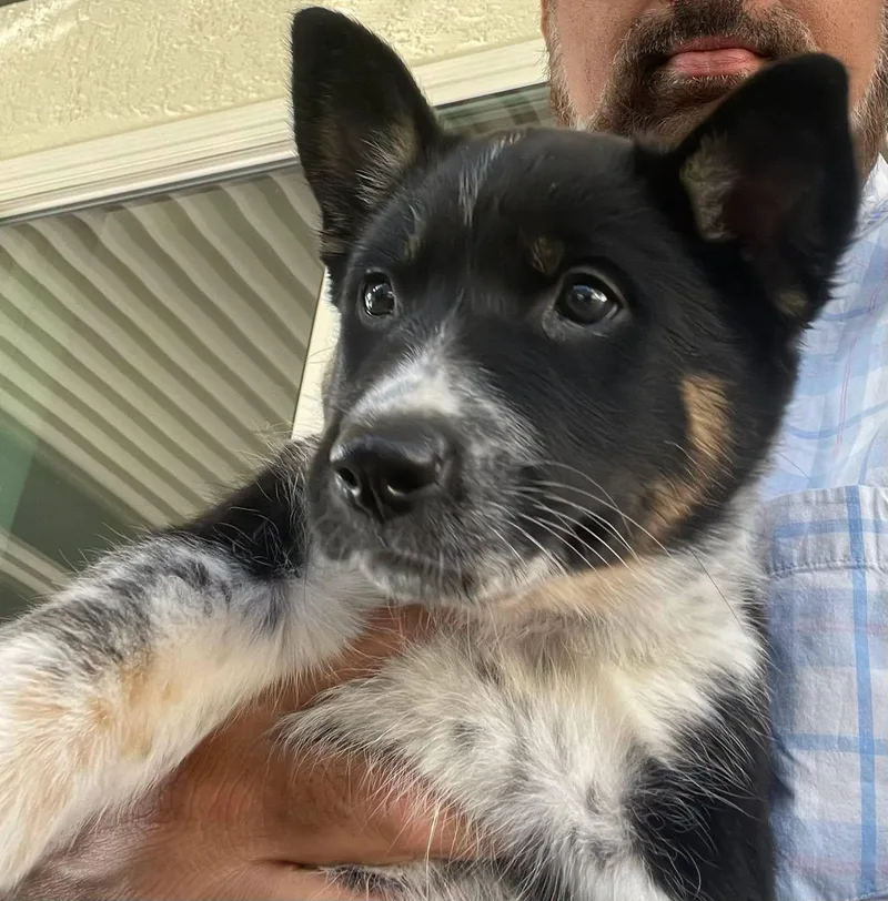 A baby medium-sized female Australian Cattle Dog / Blue Heeler dog named Cattle Dog Puppies for adoption in Thousand Oaks, CA