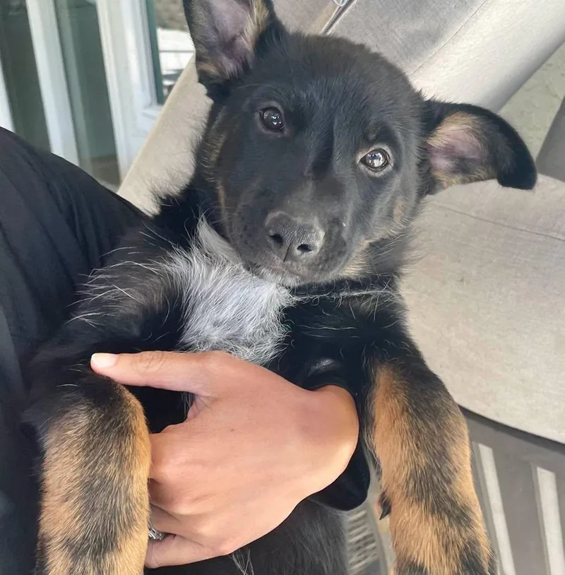 Cattle Dog Puppies  thumbnail 2