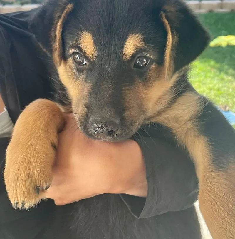 Cattle Dog Puppies  thumbnail 3