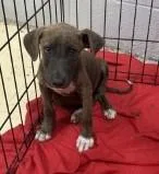 A baby medium-sized male Pit Bull Terrier dog named Eddie for adoption in West Memphis, AR