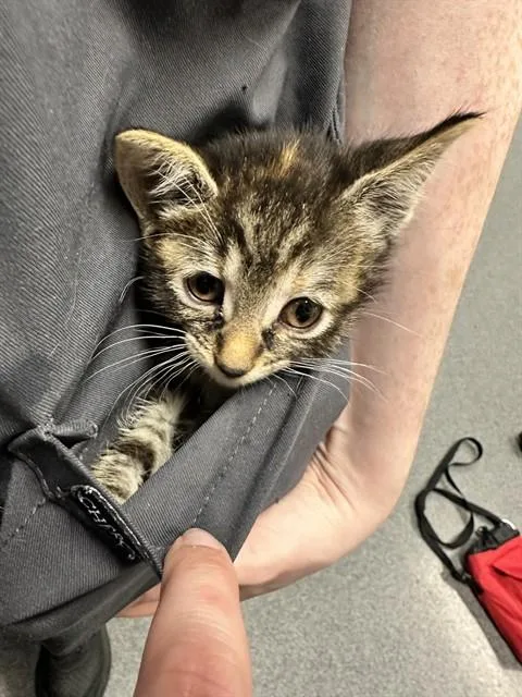 A baby small-sized female Domestic Short Hair cat named Rinn for adoption in Kalamazoo, MI