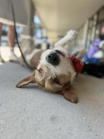A young medium-sized male Terrier dog named Tramp for adoption in Covington, LA