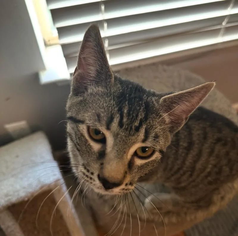 A baby small-sized male Domestic Short Hair cat named Ash for adoption in Darien, GA