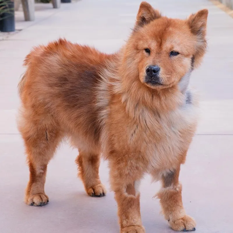 An adult medium-sized female Brown / Chocolate Chow Chow dog named Sable for adoption in Palm Springs, CA