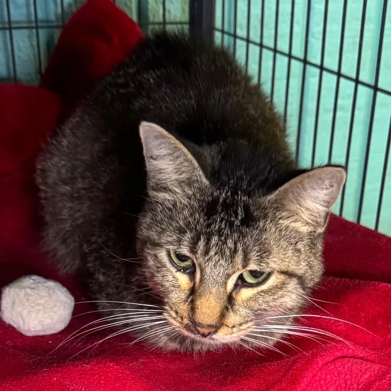A young medium-sized female Domestic Short Hair cat named Millie for adoption in Saginaw, MI