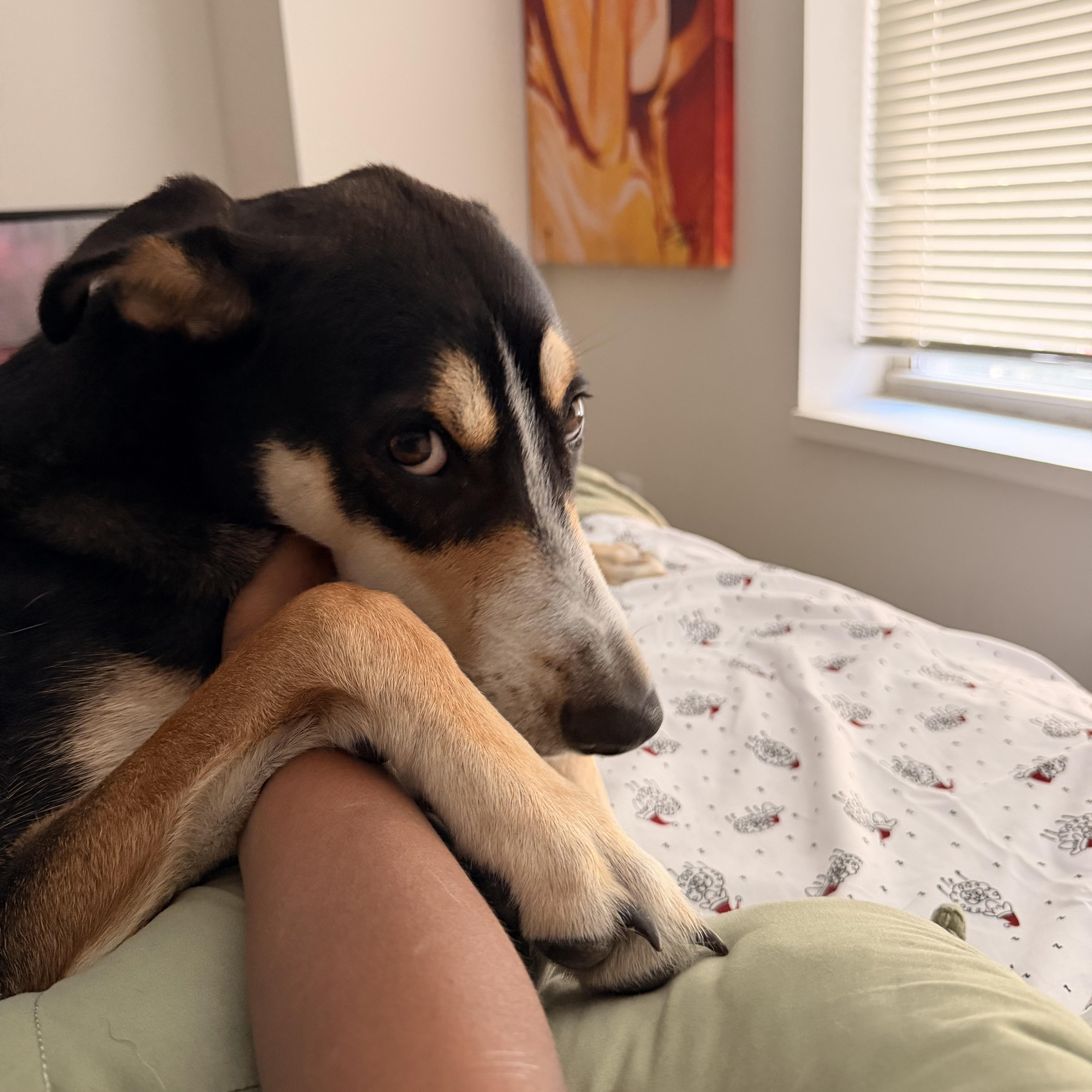 A young medium-sized male Shepherd dog named Myles for adoption in oriskany, NY