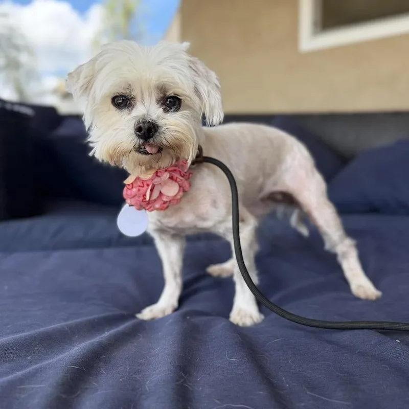 A senior small-sized female White / Cream Maltese dog named Mimi Meadowlark for adoption in Ramona, CA