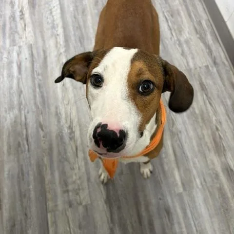 A young medium-sized male Pit Bull Terrier dog named Zander for adoption in Corsicana, TX