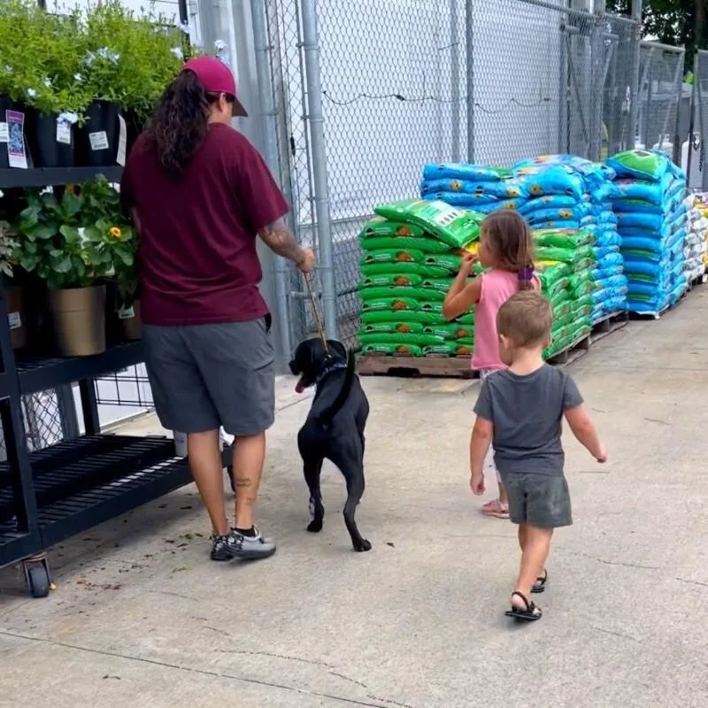 An adult medium-sized male Black Pit Bull Terrier dog named Mack Mcwiggles Your Happy for adoption in Friendswood, TX