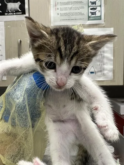 A baby small-sized male Domestic Short Hair cat named Starburst for adoption in Las Vegas, NV