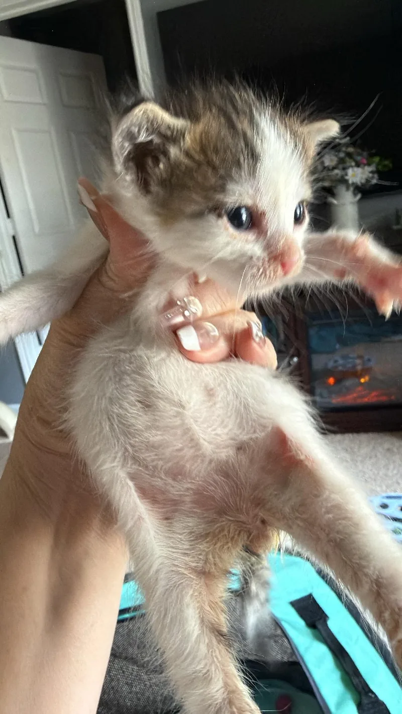 A baby small-sized female Domestic Short Hair cat named Pheobe for adoption in Randolph, AL