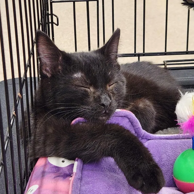 A baby small-sized male Black Domestic Short Hair cat named Walker for adoption in Toledo, OH