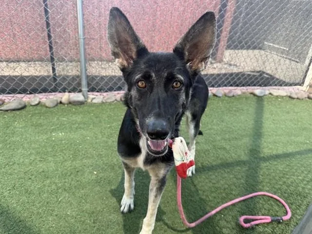 An adult large-sized female German Shepherd Dog dog named Mouse for adoption in Phoenix, AZ