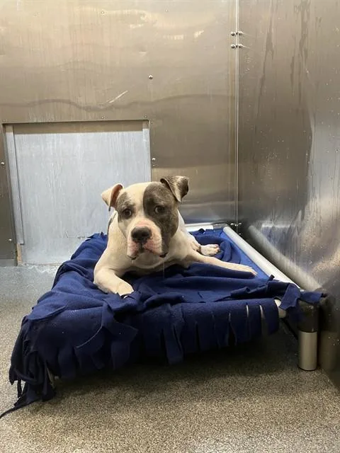 A young large-sized male Mixed Breed dog named Deuce for adoption in Dallas, TX