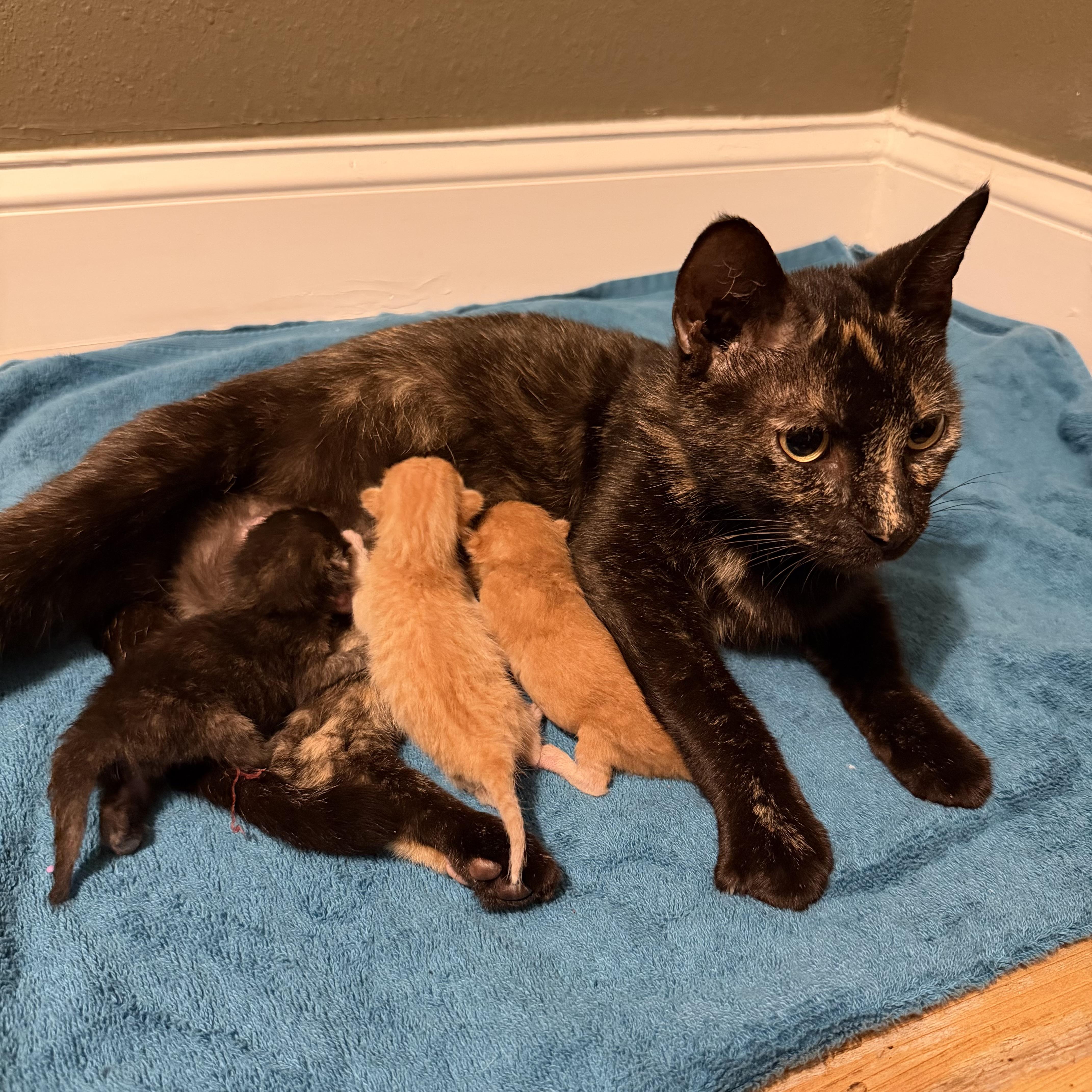 A baby medium-sized male Tabby (Orange / Red) Domestic Short Hair cat named Saffron for adoption in Tampa, FL