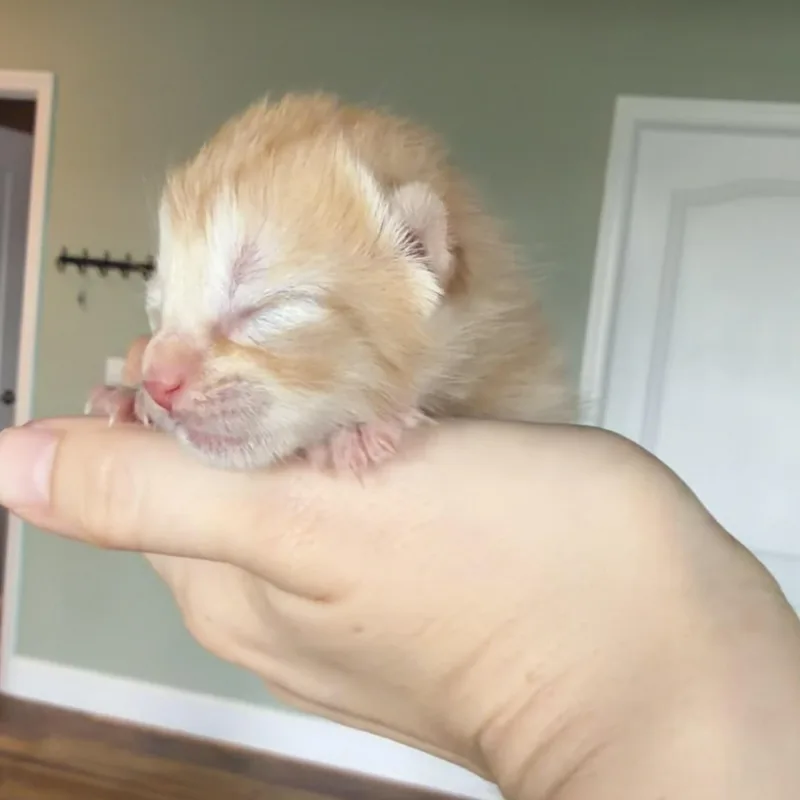Saffron thumbnail 2