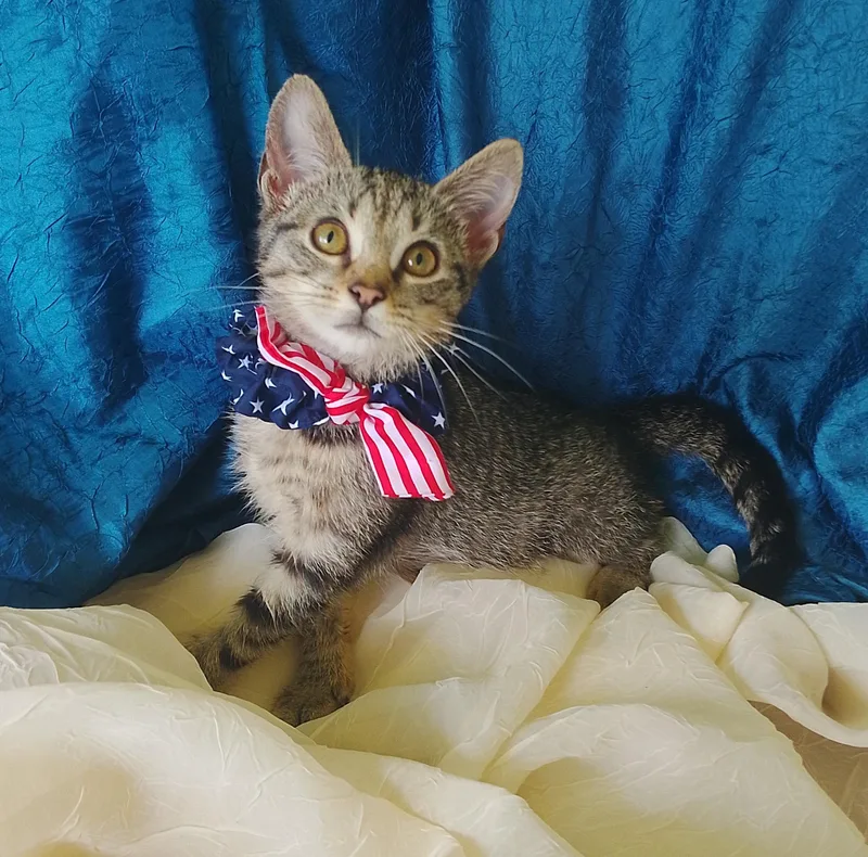 A baby medium-sized female Tabby (Tiger Striped) Domestic Short Hair cat named Mildred for adoption in Thorofare, NJ