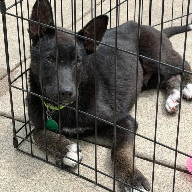 A baby small-sized male Black Mixed Breed dog named Ferrero for adoption in Buffalo, MN