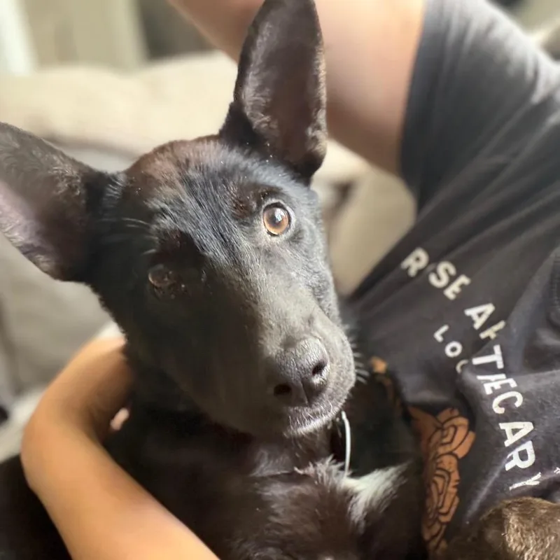 Ferrero thumbnail 6
