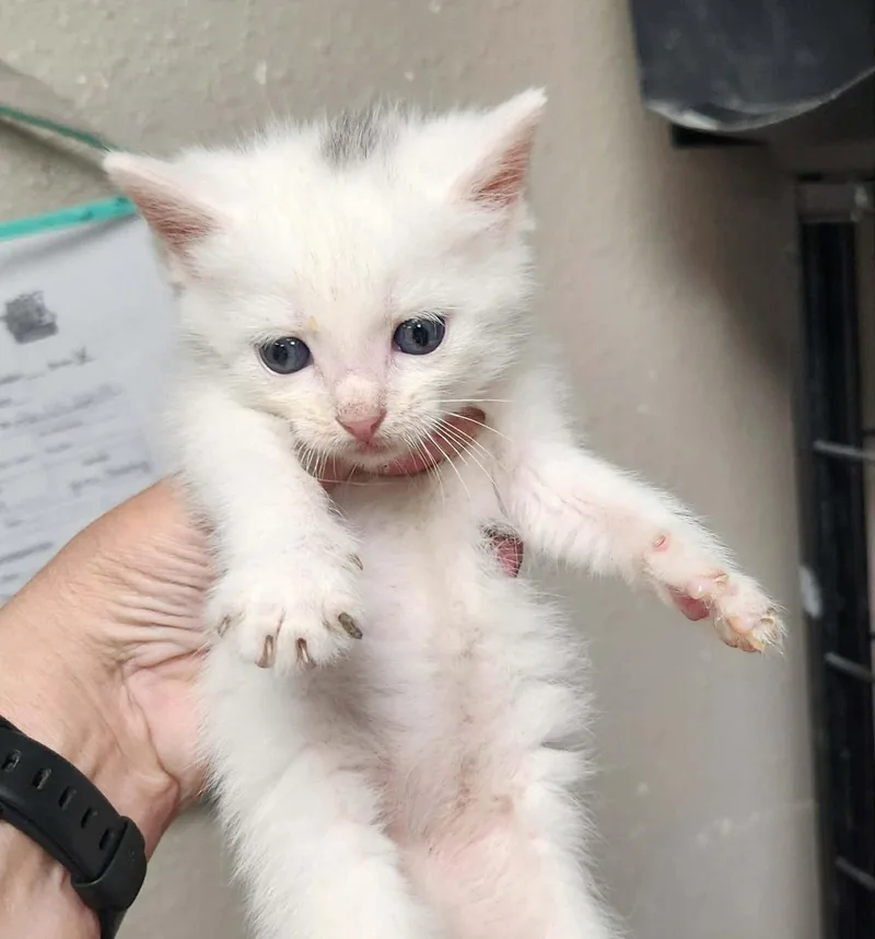 A baby medium-sized female Domestic Short Hair cat named Zuri for adoption in Royal Palm Beach, FL