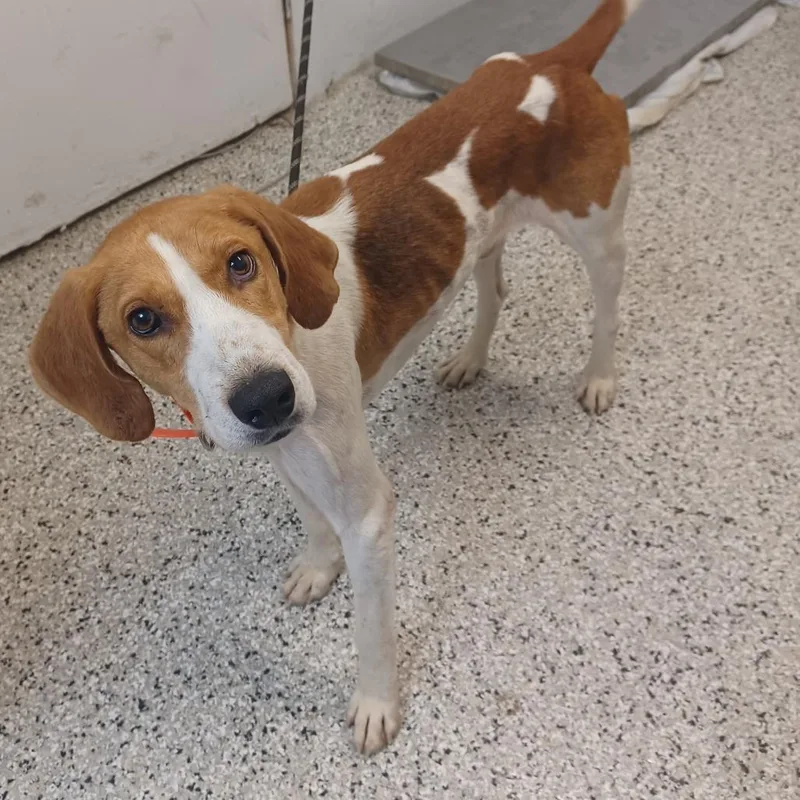 An adult medium-sized male White / Cream Treeing Walker Coonhound dog named Kalvin for adoption in Hattiesburg, MS