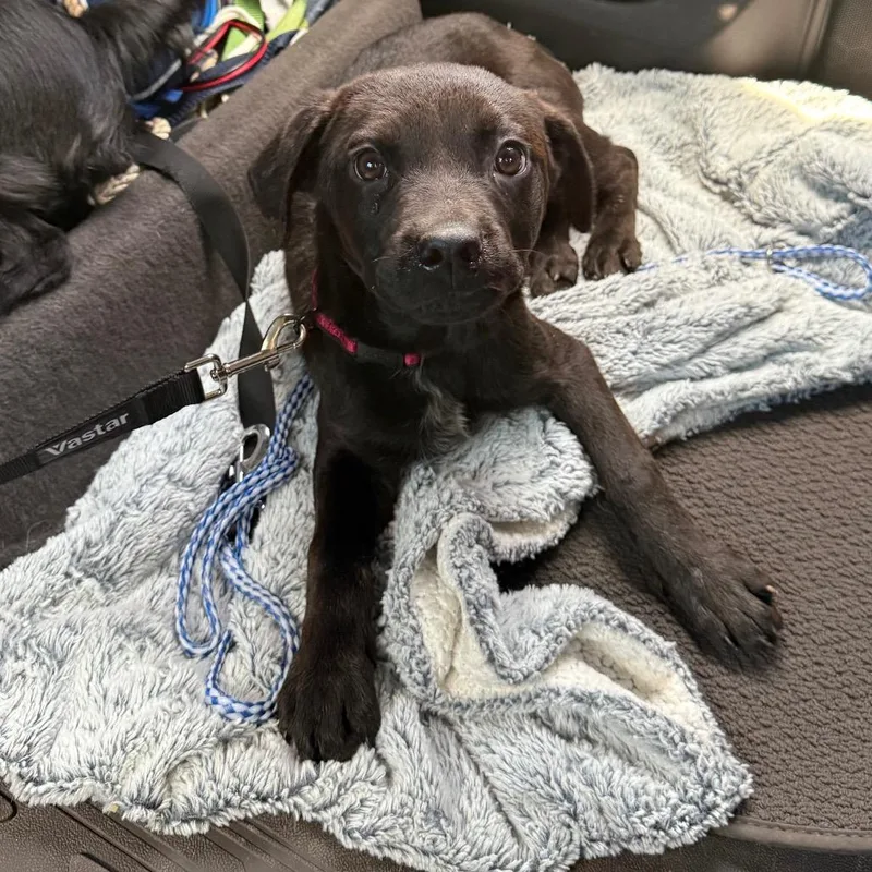 A baby small-sized female Black Mixed Breed dog named Alice for adoption in Southside, TN