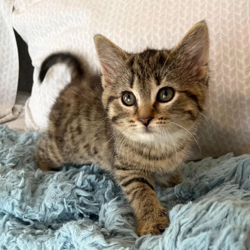 A baby small-sized female Brown / Chocolate Domestic Short Hair cat named Carmellapurrleone for adoption in Eaton Rapids, MI