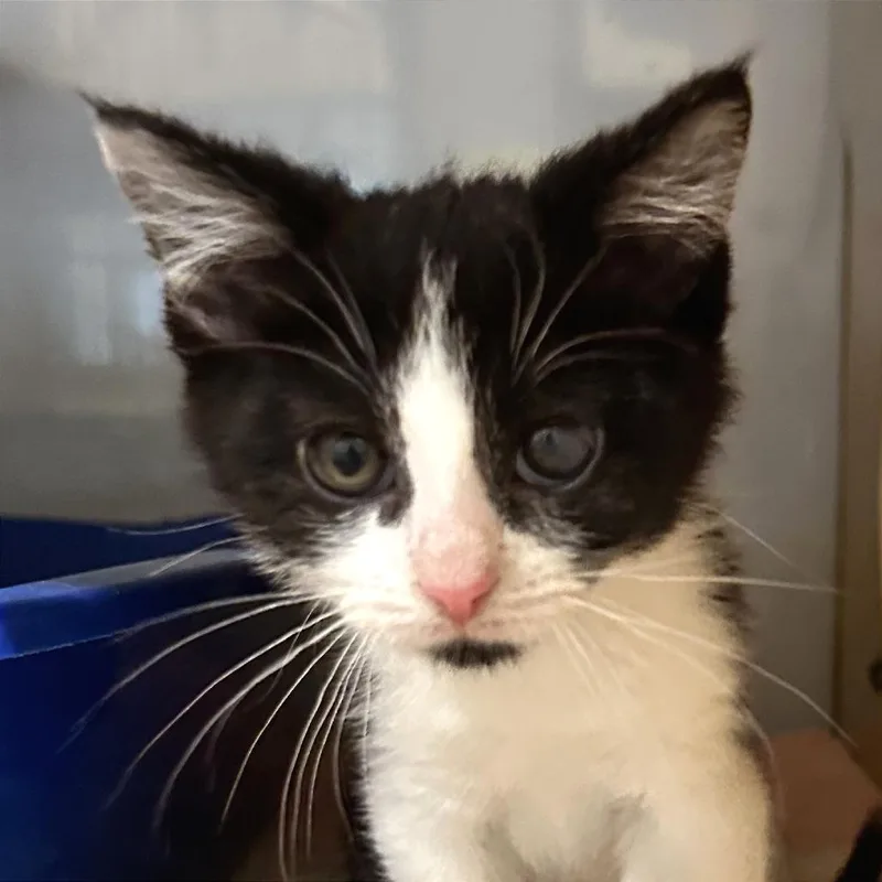 Peanut