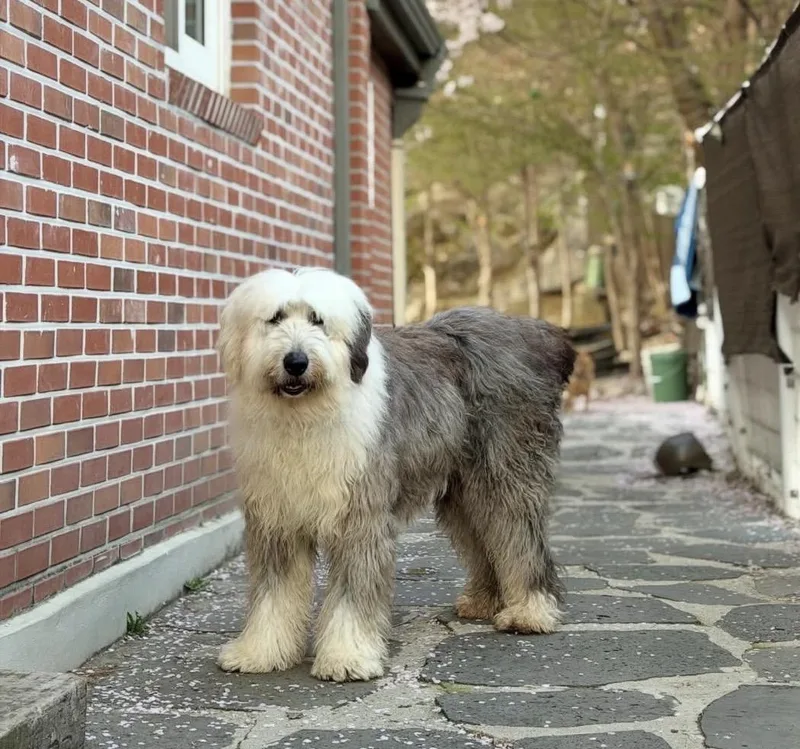 An adult large-sized male Old English Sheepdog dog named Raffi for adoption in San Jose, CA