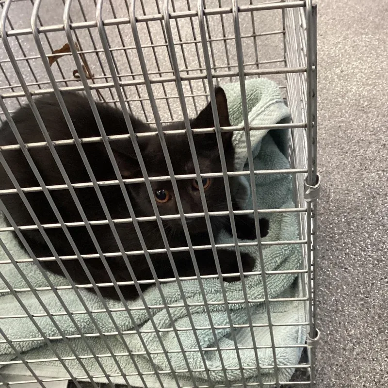 A baby small-sized female Black Domestic Short Hair cat named Burbank for adoption in Montgomery, AL