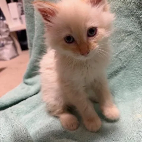 A baby medium-sized male Flame Point Domestic Long Hair cat named Baby Kai for adoption in Albertville, MN
