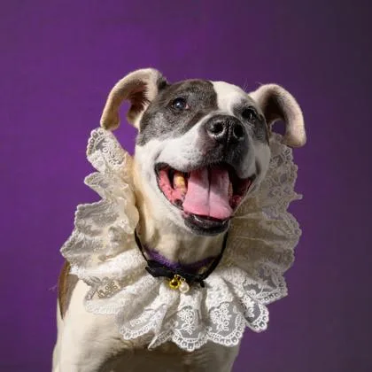 A senior medium-sized female Mixed Breed dog named Penny Lane for adoption in Atlanta, GA