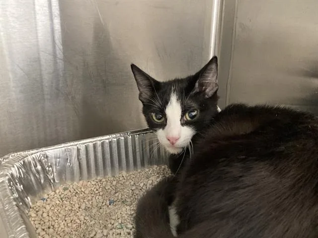 A baby small-sized male Domestic Short Hair cat named Cazuela for adoption in Tustin, CA