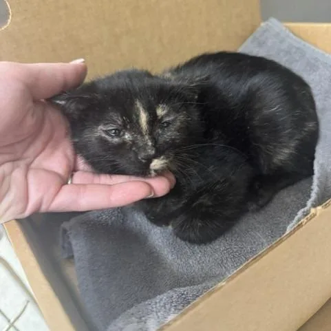 A baby small-sized female Tortoiseshell Domestic Short Hair cat named Grape for adoption in Novelty, OH