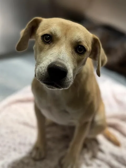 A young medium-sized female Mixed Breed dog named Nala for adoption in Dallas, TX