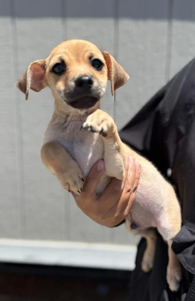 A baby small-sized male Chihuahua dog named Lex for adoption in Vacaville, CA
