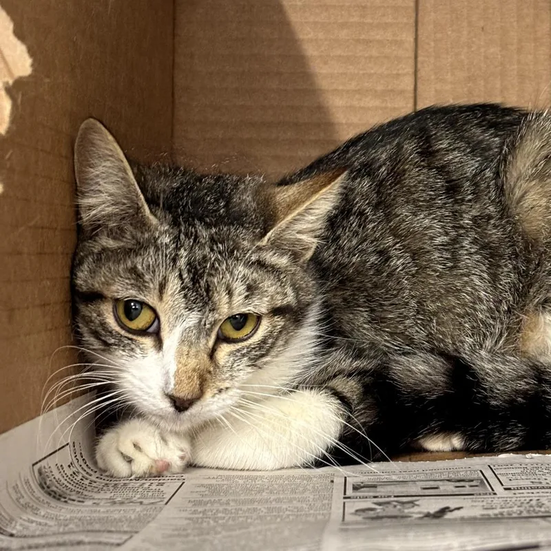 A young medium-sized female Brown / Chocolate Domestic Short Hair cat named Hershey for adoption in Springtown, TX